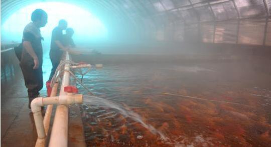 河北地熱大縣的循環(huán)梯度利用新模式：除了供暖還能養(yǎng)魚種蓮