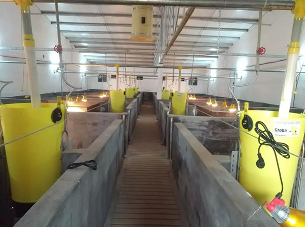 四季沐歌空氣能：現(xiàn)代養(yǎng)豬基地采暖新方式！